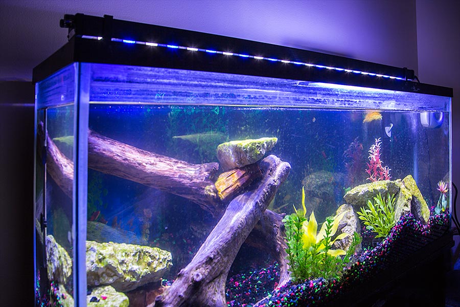How Will You Choose the Best Automatic Fish-Feeder for Your Fish Tank?