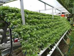 The advantages of hydroponics